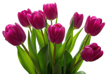 Naklejka premium Vibrant magenta tulips bloom against a dark background