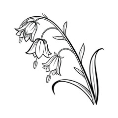 Elegant bellflower with a curved stem line art illustration on a white background