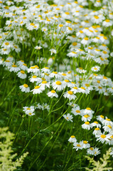 Fototapeta premium Daisies