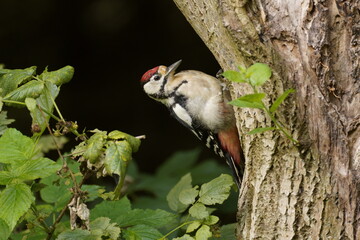 Great Spotted Woodpecker (Dendrocopos major)