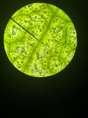 Leaf under Microscope