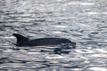 dolphin