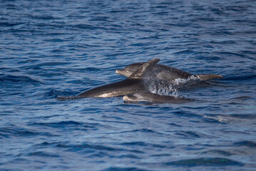 dolphin