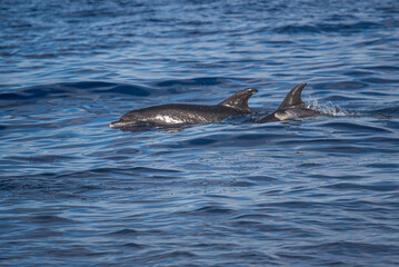 dolphin