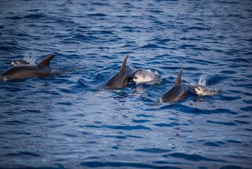 dolphin