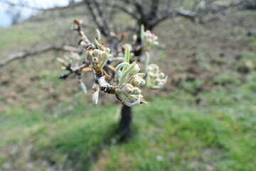 buds of a willow