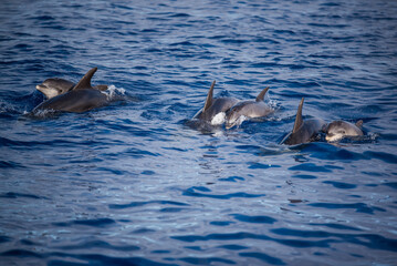Fototapeta premium dolphin