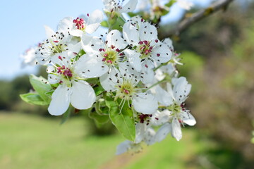 cherry tree flowers