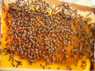 Honeycomb frame with busy bees working on filling cells on a hot summer day. Agriculture industry...