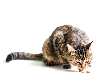 Cute tabby cat eating tasty food. White color background. Pet feeding with fine snacks. Love and...