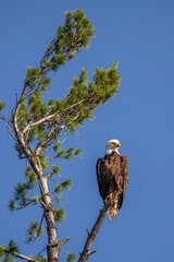 Bald Eagle (Haliaeetus leucocephalus) adult, perched in a pine tree
