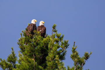 Bald Eagle (Haliaeetus leucocephalus) adult pair perched in a pine tree