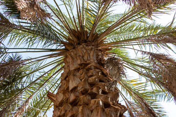 Date Palm tree close up on blue sky background.