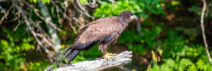 Bald Eagle (Haliaeetus leucocephalus) immature, perched on a branch on the Rainbow Flowage in northern Wisconsin