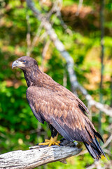 Bald Eagle (Haliaeetus leucocephalus) immature, perched on a branch on the Rainbow Flowage in northern Wisconsin