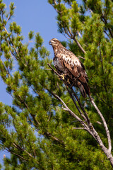 Bald Eagle (Haliaeetus leucocephalus) immature, perched on a dead branch on the Rainbow Flowage in northern Wisconsin