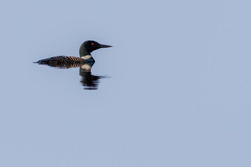 Common Loon (Gavia immer) swimming on a Wisconsin lake in the summer with copy space