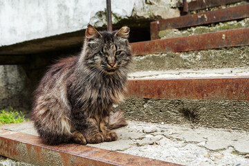 Portrait of tough, grey color cat on a concrete surface in a street. The model has one eye and calm confident appearance. Living rough life in town jungle concept. Peaceful animal