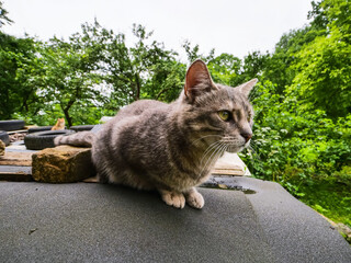 Grey color cat living in a country side. Cat is on a some goods cover with random items used to...