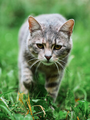 Tough cat waling in rich green grass. The model look confident and self assured. Selective focus. Pet living outdoors on a farm or in a country side and looking for a tasty prey.