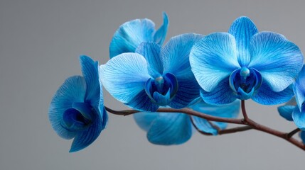 Vivid blue orchid flower captured close-up against a gray background