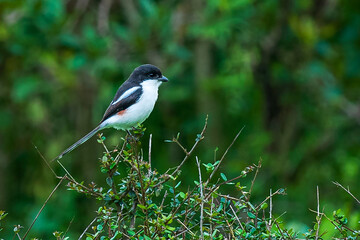 Common Fiscal Shrike in Arusha National Park