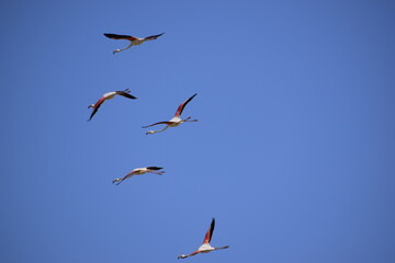 birds in flight