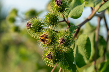 Burdock plant with green spiky seed pods thriving in a sunny field during late summer