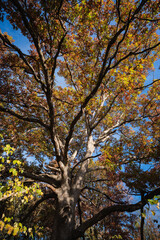 Fall Leaves During Autumn in the Rural Countryside of Missouri