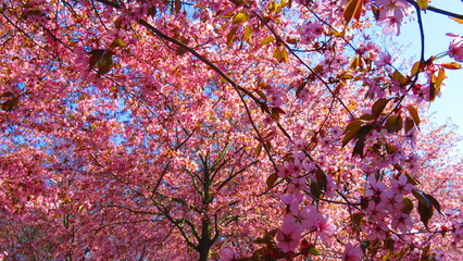 Peaceful Blossom