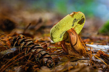 Mushroom close up