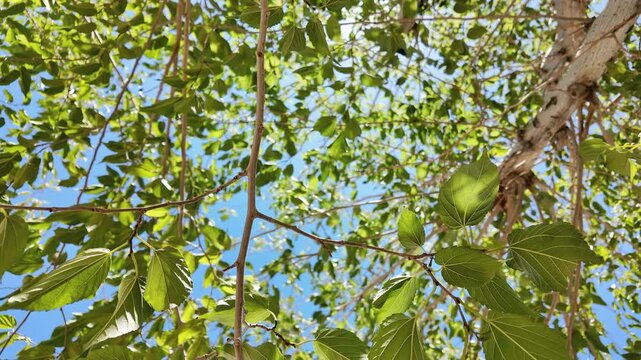 Mulberry tree with green leaves and blue sky