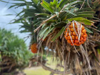 Pandanus odorifer, pandan odorant, Pandanacées, plante tropicale côtière célèbre pour son...