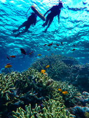 Fond marin, corail, poissons, lors d'une sortie snorkeling, sur la plage de Agenashiku, da,s les iles zamami, Okinawa, Japon © lylie