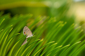 Pseudozizeeria maha, pale grass blue, espece de papillons vu sur l'ile de Agenashiku, dans les iles zamami, okinawa, japon