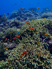 Fond marin, corail, poissons, lors d'une sortie snorkeling, sur la plage de Agenashiku, da,s les...