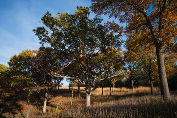 Fall Leaves on an Oak Tree, During Autumn in the Rural Countryside of Missouri