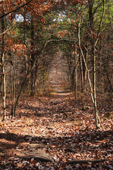 A Trail in the Woods Covered with Fall Leaves in Autumn
