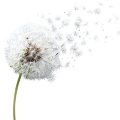 A dandelion seed head dispersing, digitally manipulated