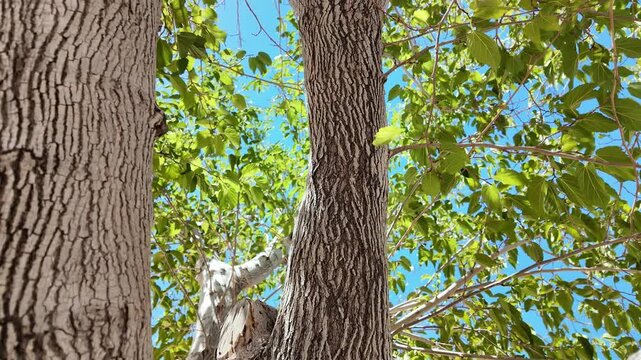 Mulberry tree with green leaves and blue sky