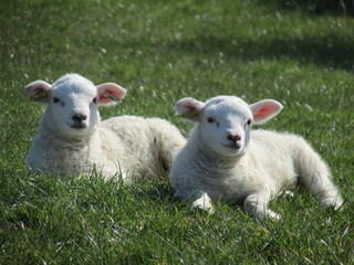 Obraz premium sheep and lamb