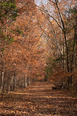 Fall Leaves During Autumn in the Rural Countryside of Missouri