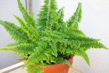 Close up of Lush vibrant Boston fern (Nephrolepis exaltata) in terracotta flower pot with fresh green foliage, placed on sunny outdoor balcony, home gardening concept