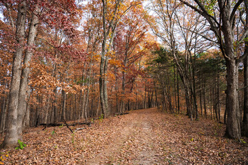 Fall Leaves During Autumn in the Rural Countryside of Missouri