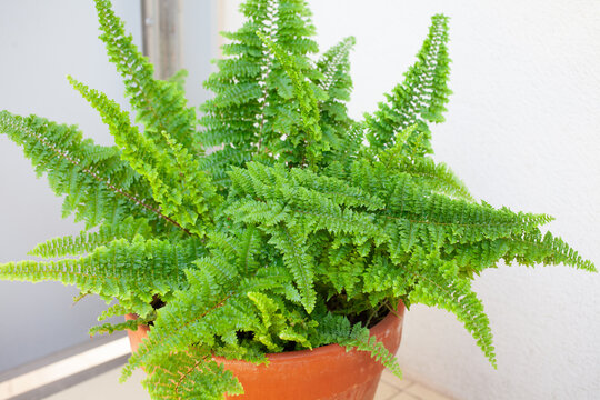 Close up of Lush vibrant Boston fern (Nephrolepis exaltata) in terracotta flower pot with fresh green foliage, placed on sunny outdoor balcony, home gardening concept