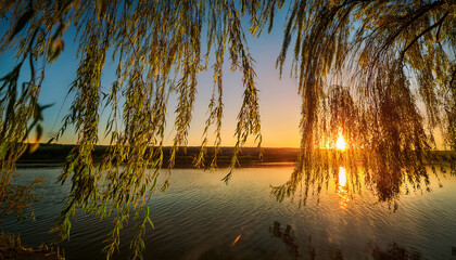 serene nature in motion willow tree branches swaying at sunrise or sunset