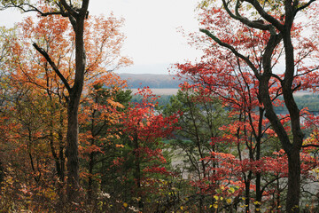 Multiple Colors of Red, Orange, and Yellow Leaves in Missouri During Autumn