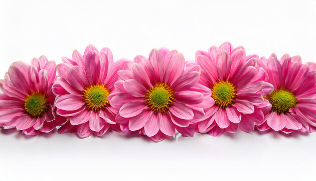 close up of five vibrant pink chrysanthemum flowers arranged in a row with detailed petals and yellow green centers on a white background