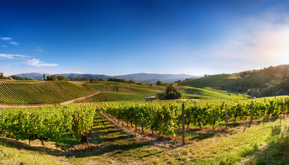 picturesque vineyard landscape with rows of grapevines stretching across rolling hills under a clear sky capturing the beauty of nature and agriculture