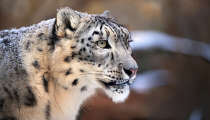 majestic snow leopard portrait with soft focus background
